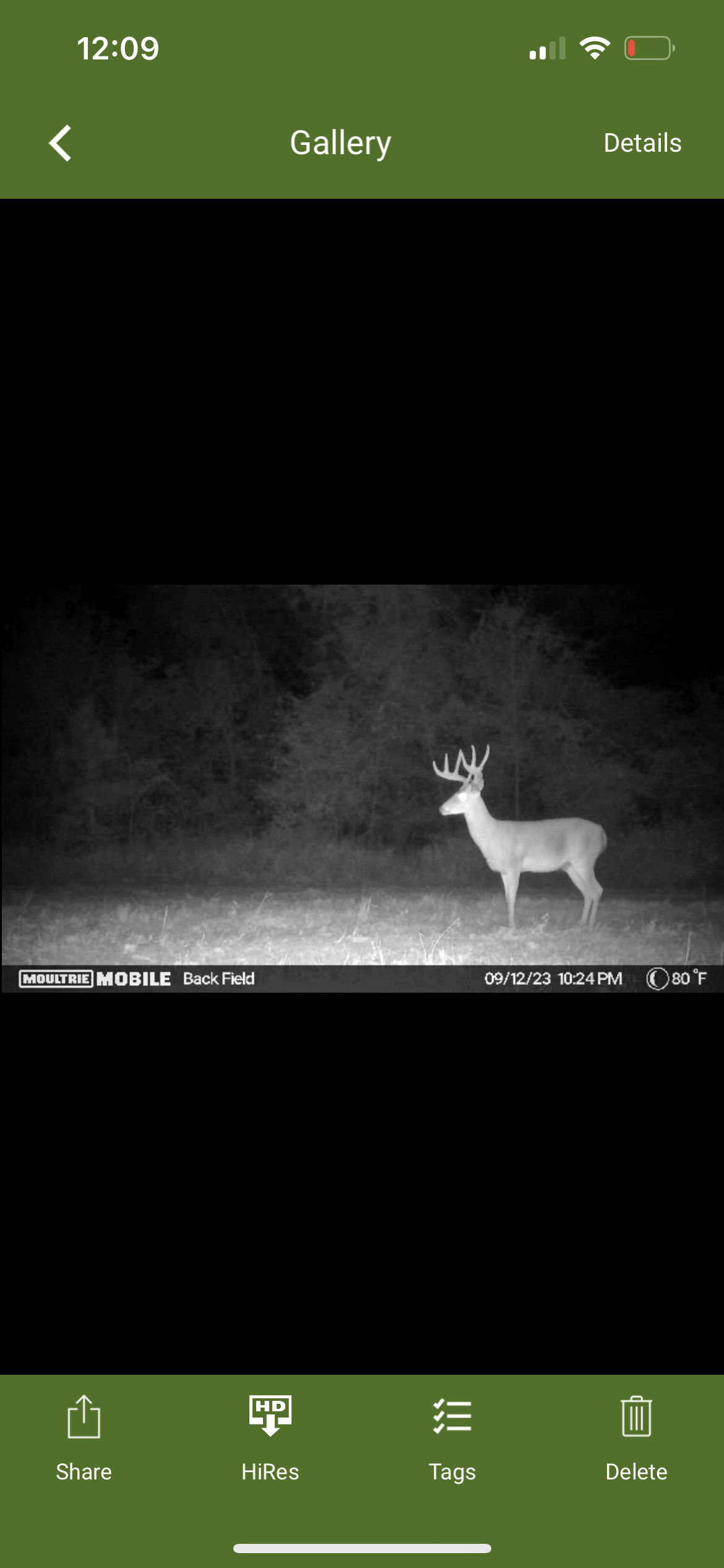Whitetail buck on trail camera