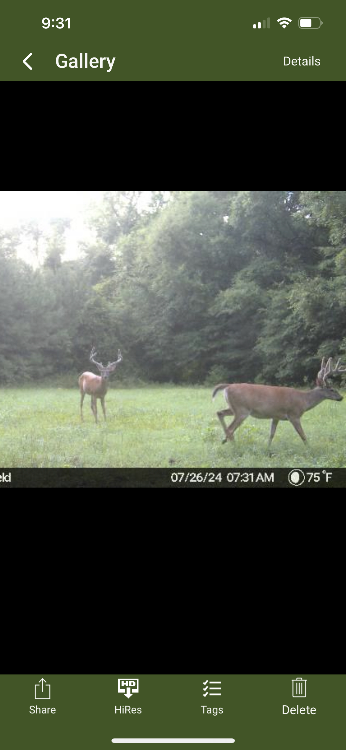 Two bucks in summer velvet