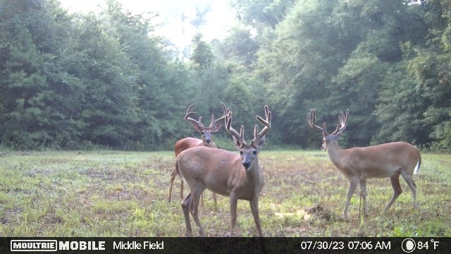 Trophy bucks in South Georgia food plot