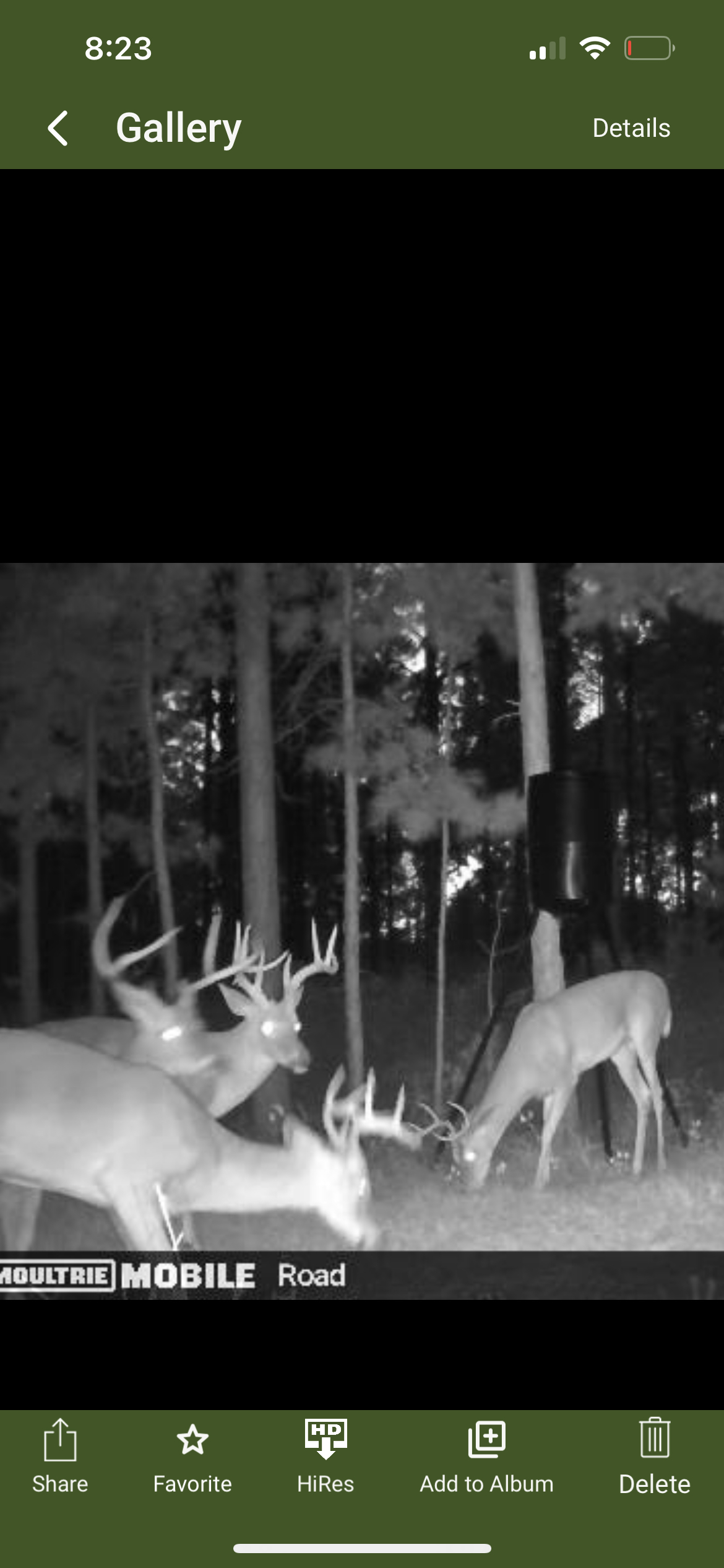 Multiple bucks at night