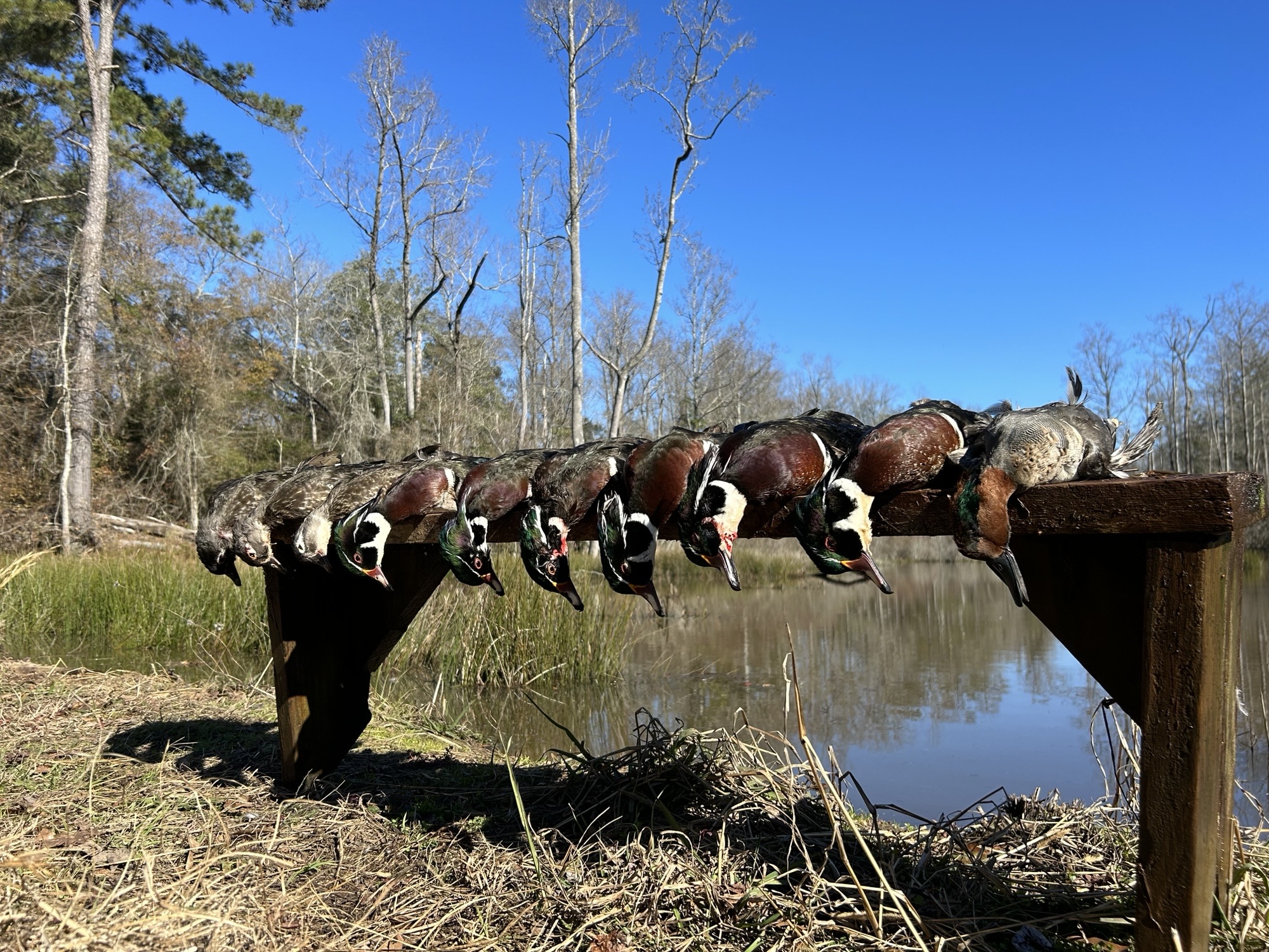 Duck hunting success