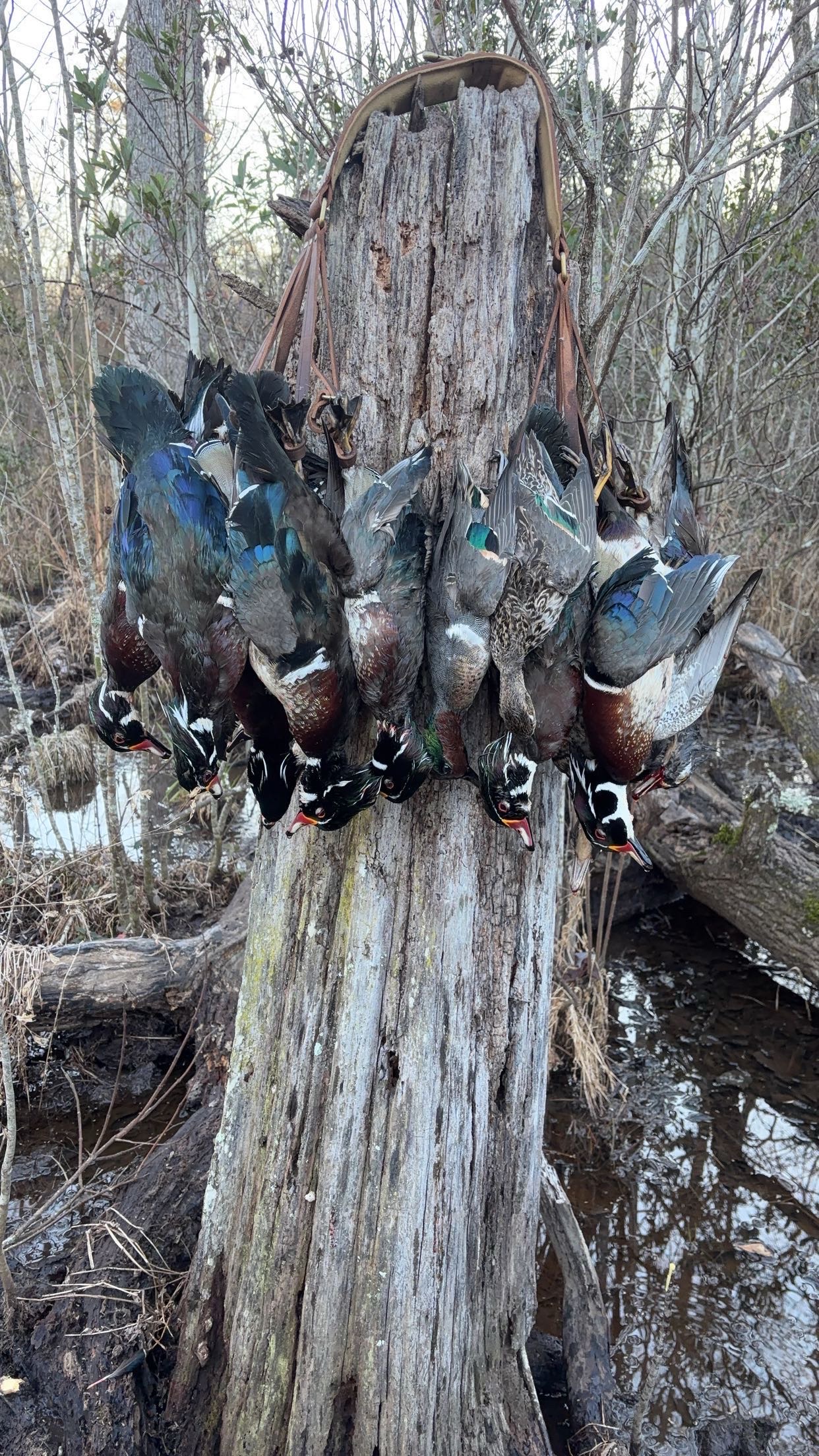 Wood duck harvest