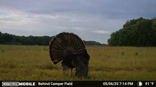 Wild turkey strutting
