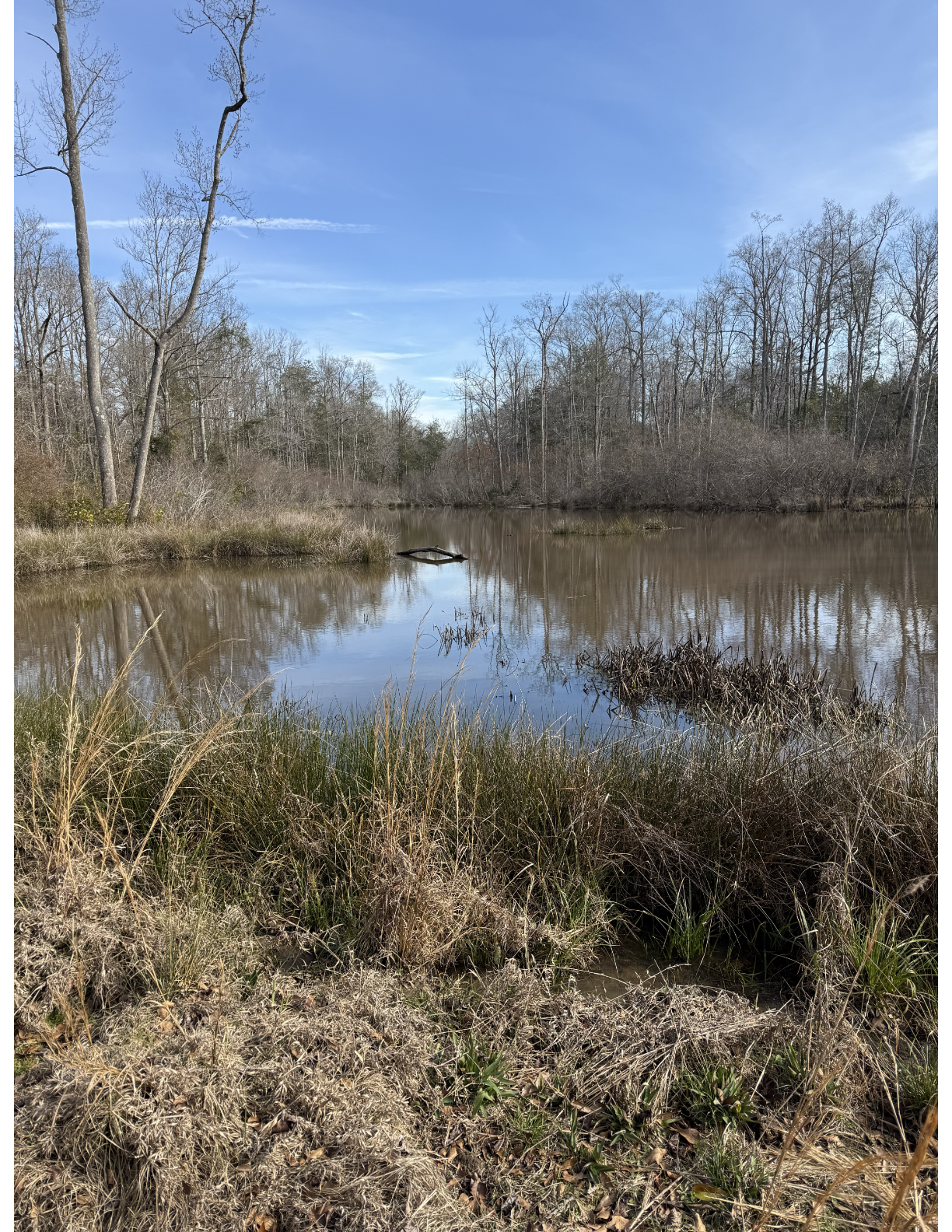 Duck pond on Terrell County property