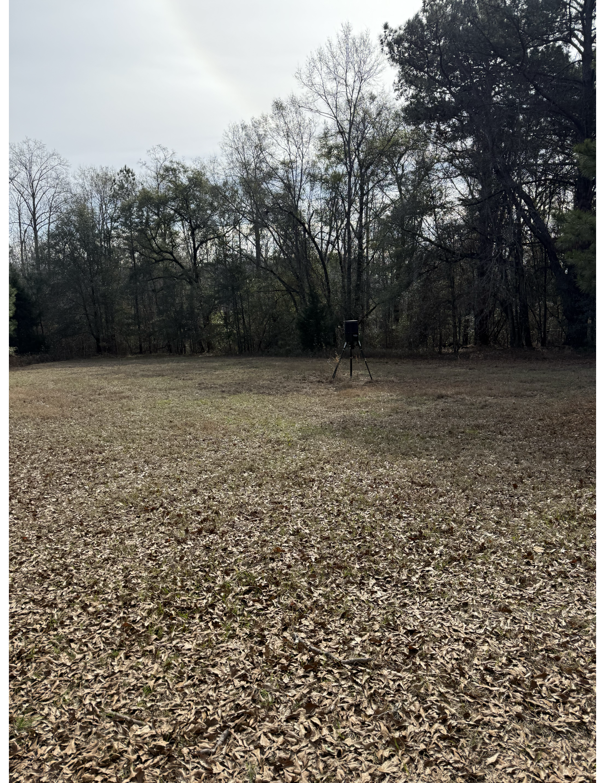 Food plot with feeder