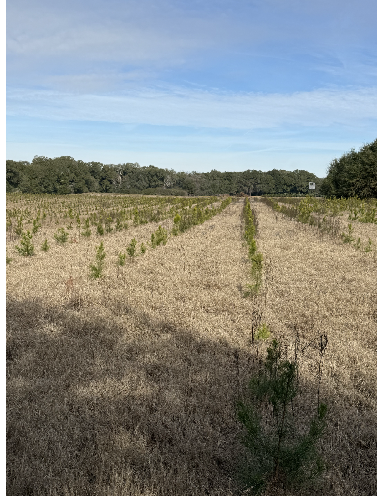 Planted pine trees