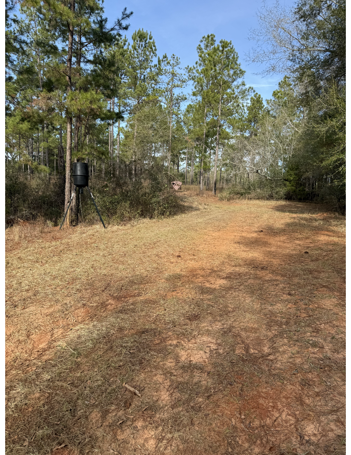 Timber trail with feeder